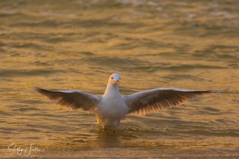 Gull Golden Dance 5