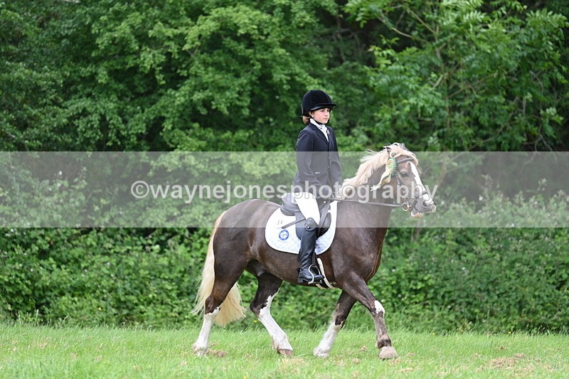 WJ7_4324 - Class 14A Handsome Gelding