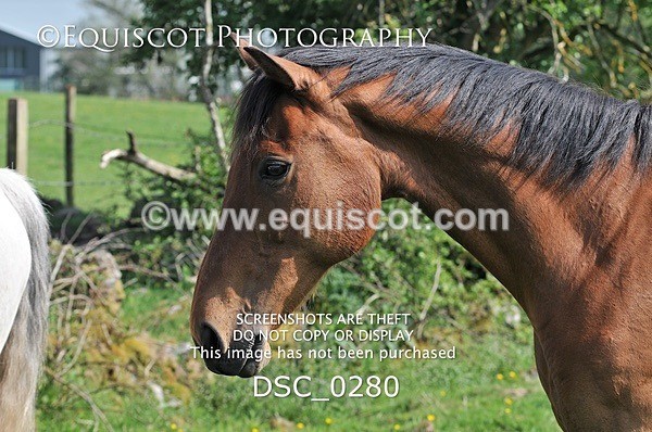 DSC_0280 - ARCHIVE REQUEST - Quincy and Guinness