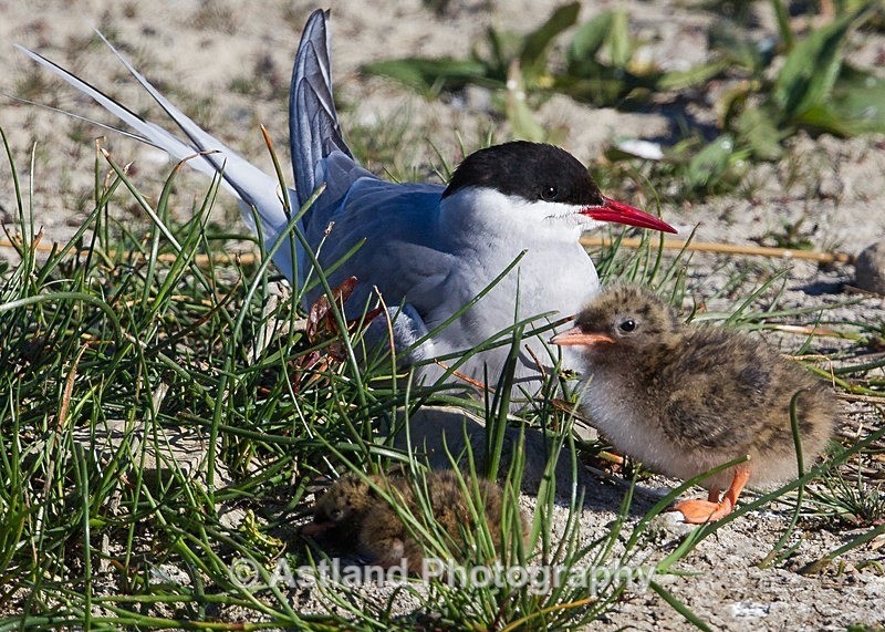 Astland Photography, Bird and Wildlife Images, Susan and Peter Wilson, U.K.