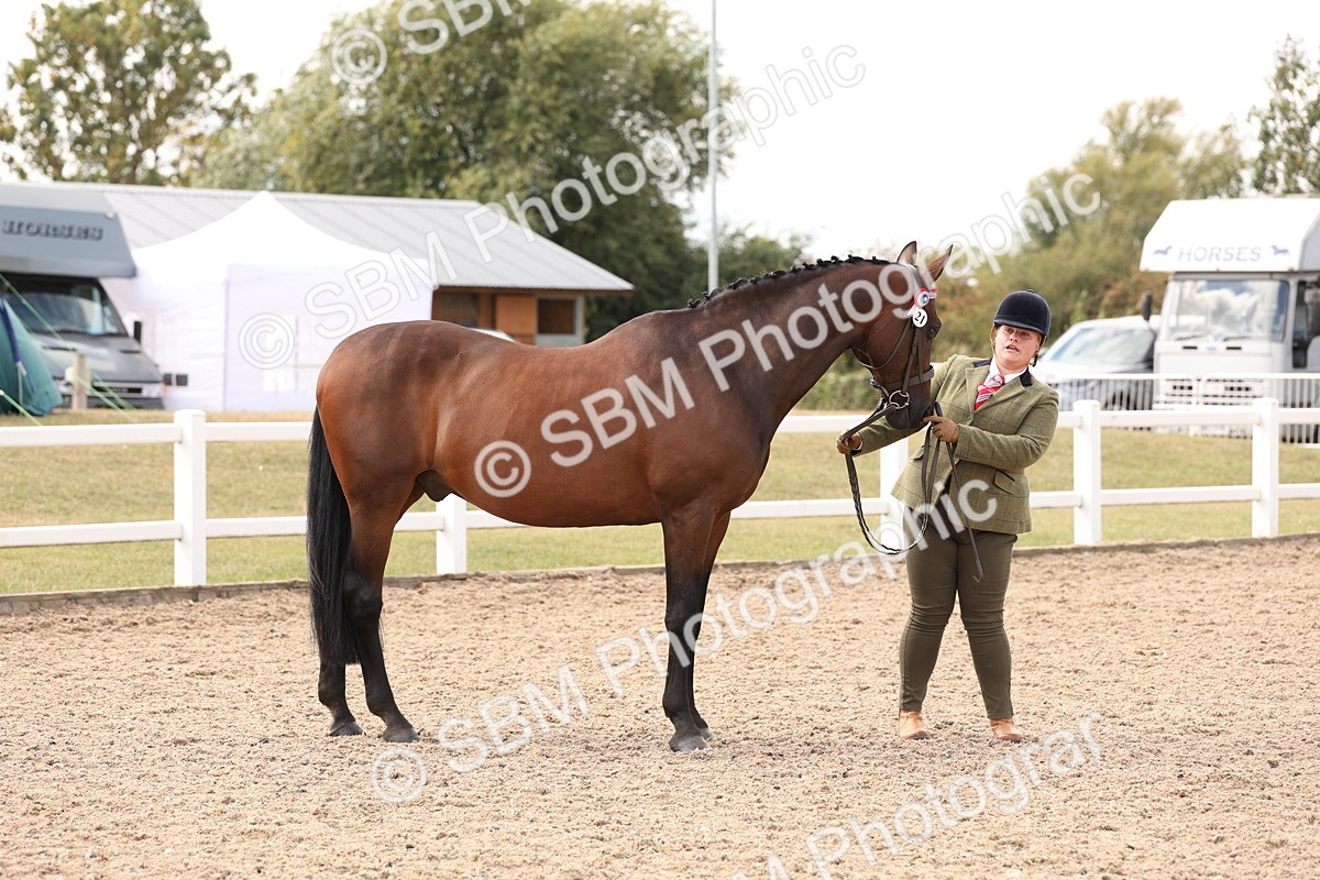 SBM_15343 - Class 210- IH Show Horse