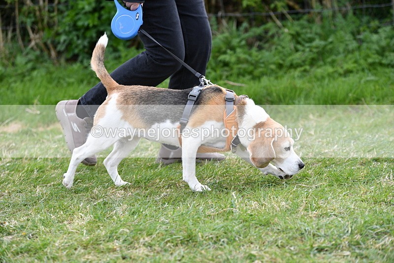 WJ5_0018 - Class 5 Best Veteran / 7 years & over