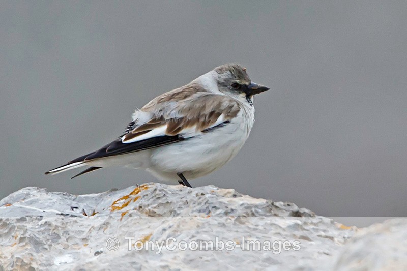 Snowfinch  (m) - Turkey