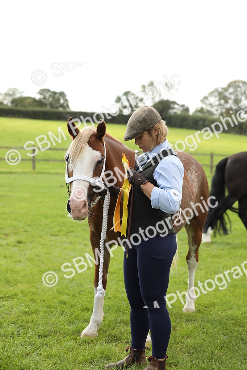 SBM_65548 - S47 - Mountain & Moorland In Hand Large Breeds