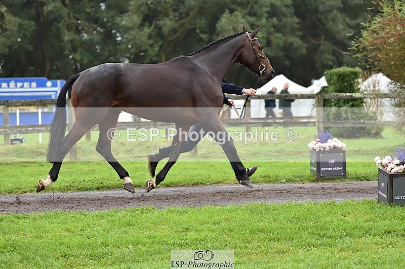 231018-122236-00247 - 031-ARIELLA-Morgan.Wyatt-TrotUp