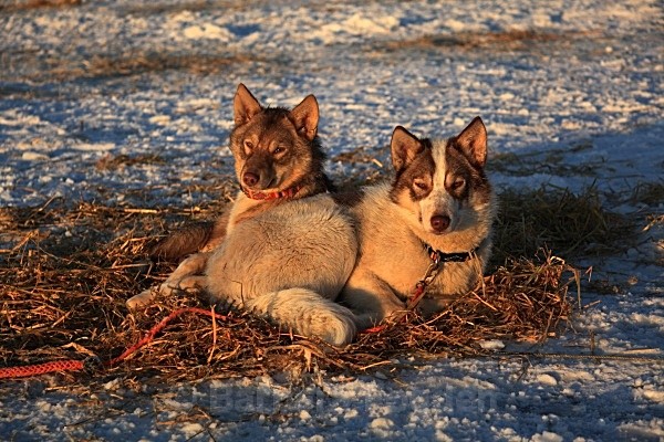 Huskies 9490 - Winter in the daylight