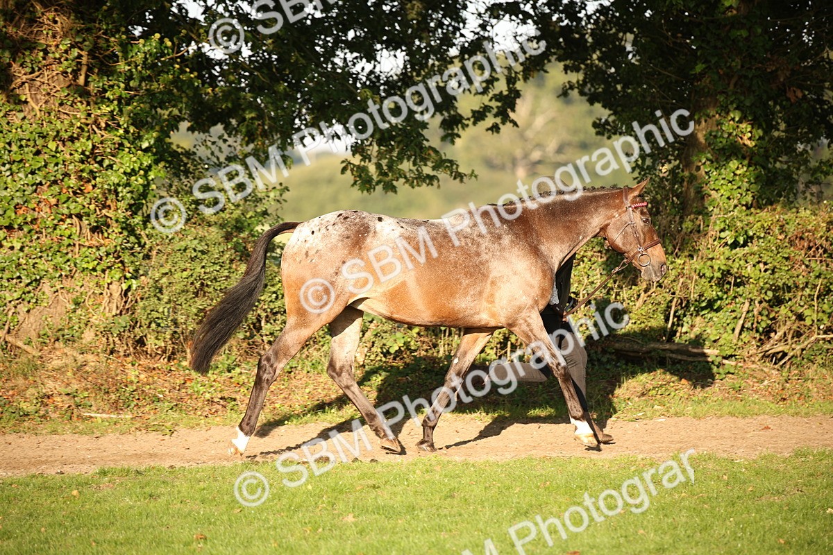 SBM_57543 - S50 - Foreign Breeds In Hand