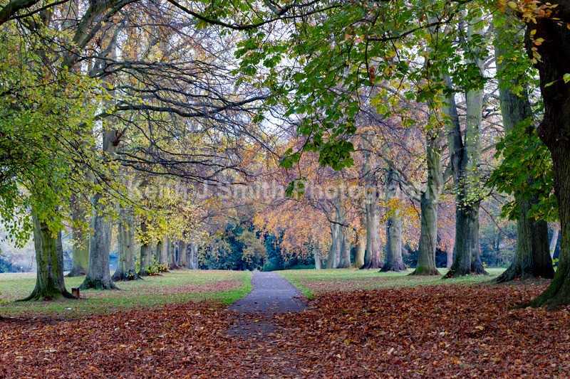2KJS0619 - Trees in Abington Park