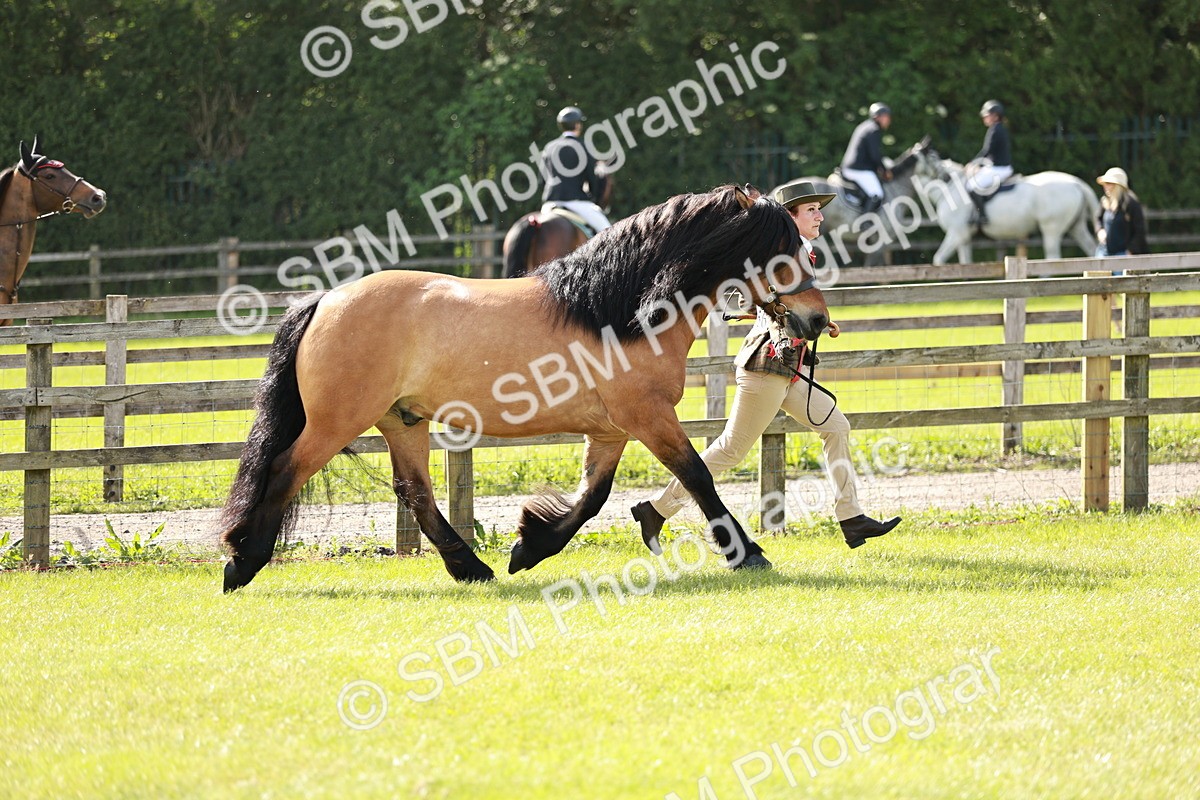 SBM_01595 - Class 14-23 - Mountain & Moorland In Hand Non Welsh