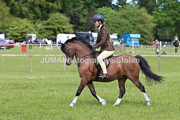 IMG_3435 - Working Hunter