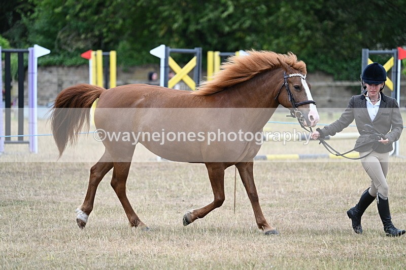 WJ7_8185 - Class 4 Prettiest Mare up to 14.2hh