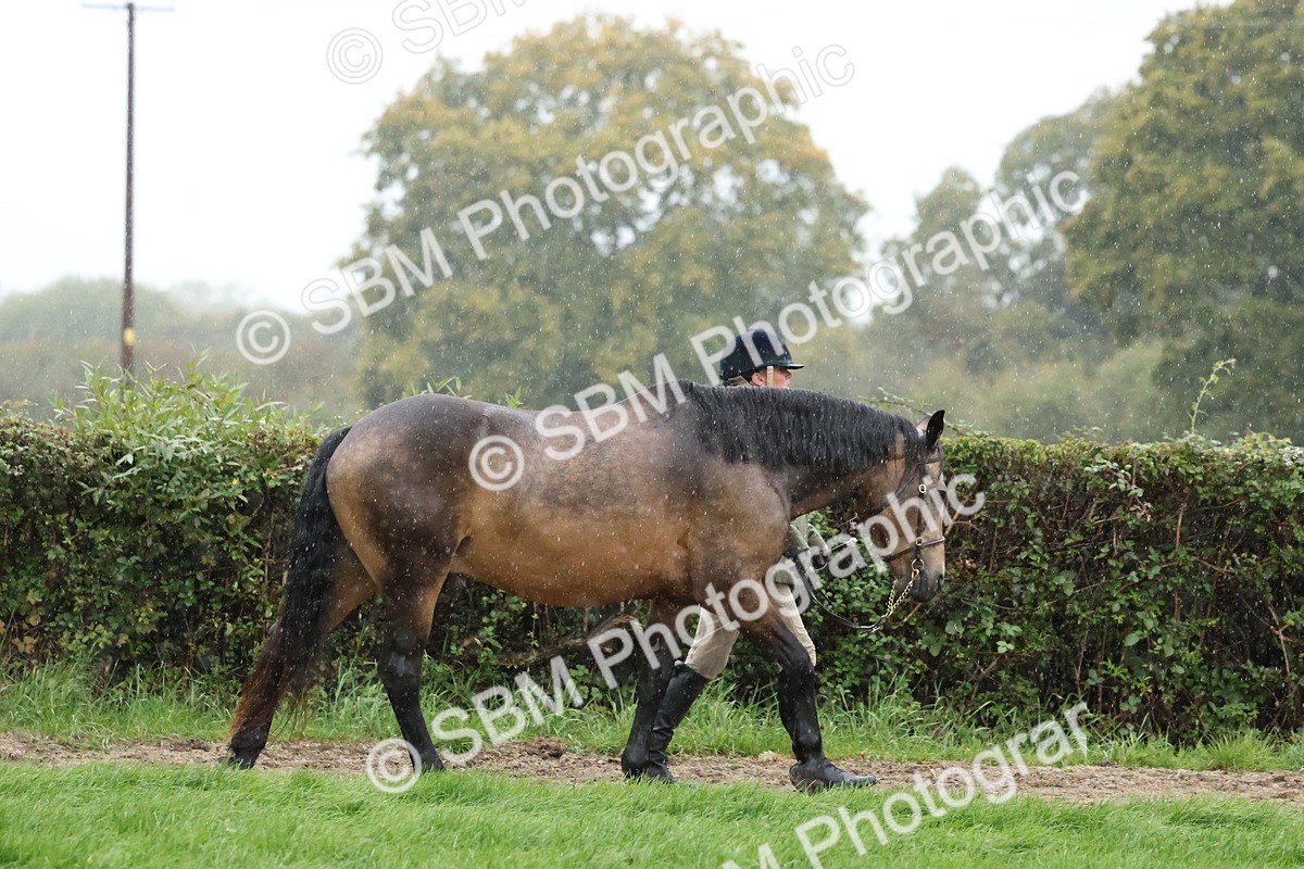 SBM_35340 - S10 - Best In Hand Horse & Pony