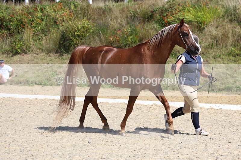 3E7A9784 - Class 33: Arab In Hand