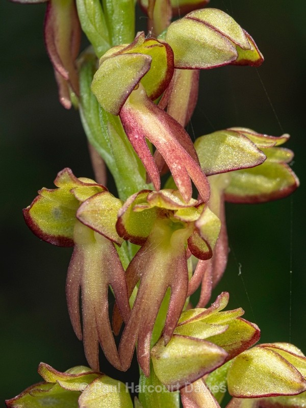 Man Orchid (Orchis anthropophorum synonymous with  Aceras anthrophorum)  - Wild Orchids 2021