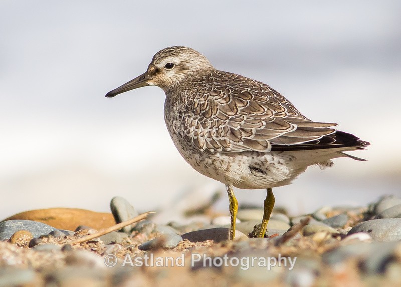 Astland Photography, Bird and Wildlife Images, Susan and Peter Wilson, U.K.