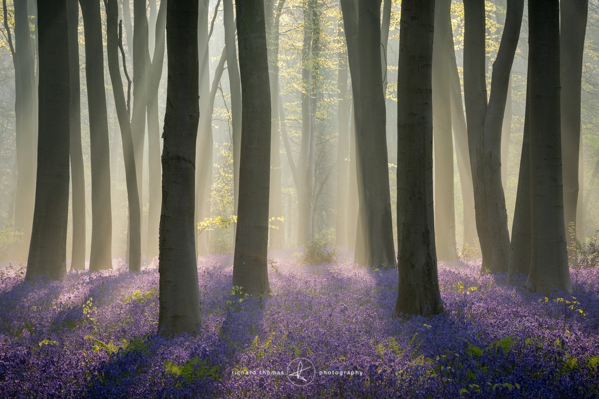 Beech trees and Bluebells in early morning mist near Micheldever