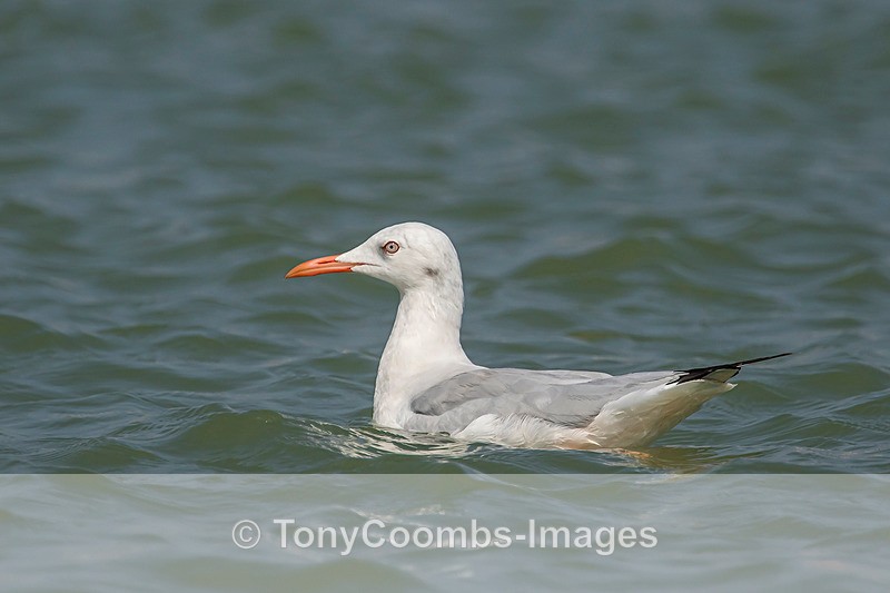 Slender-billed Gull - Morocco