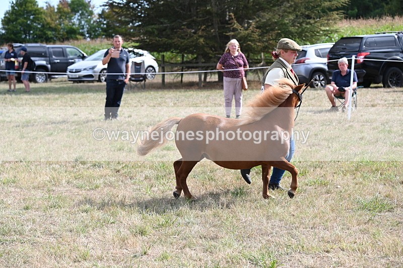 WJ6_6965 - Class 21 Shetland & Mini Horses