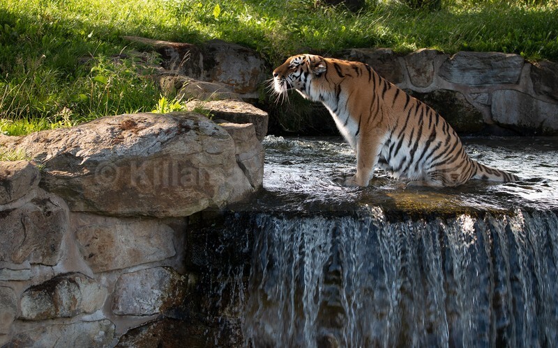 03 Janet Hill_taking a cooling dip - JANET HILL