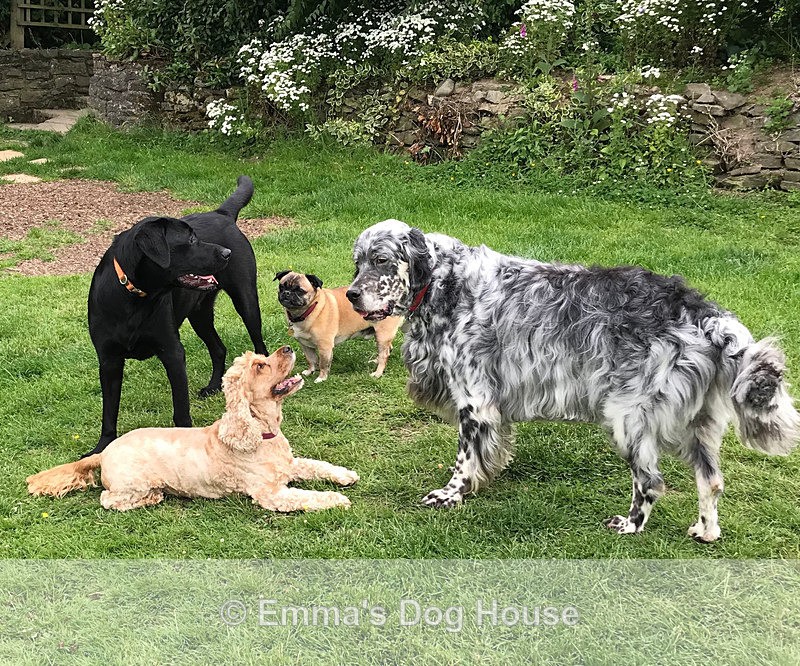  - Dogs