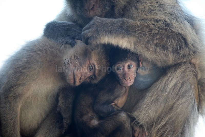 Barbary Macaques (Macaca sylvanus) family unit grooming on the Rock of - Barbary Macaques at the Rock of Gibraltar