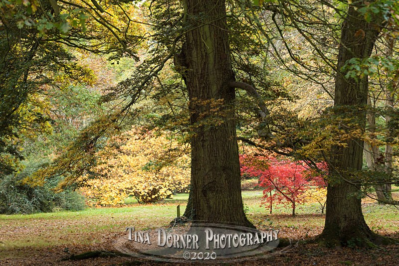 Bright Bush at Cyril Hart Arboretum. Forest of Dean. Tina Dorner Photography