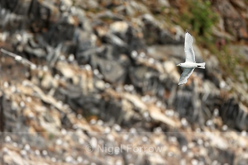 Black-legged Kittiwake flying past colony, Whittier, Alaska - Black-legged Kittiwake