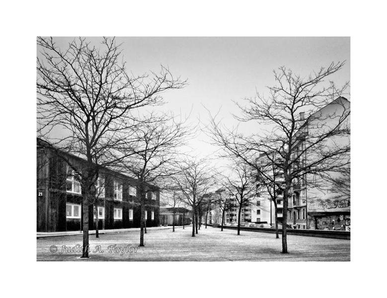 Geneva avenue des Tilleuls