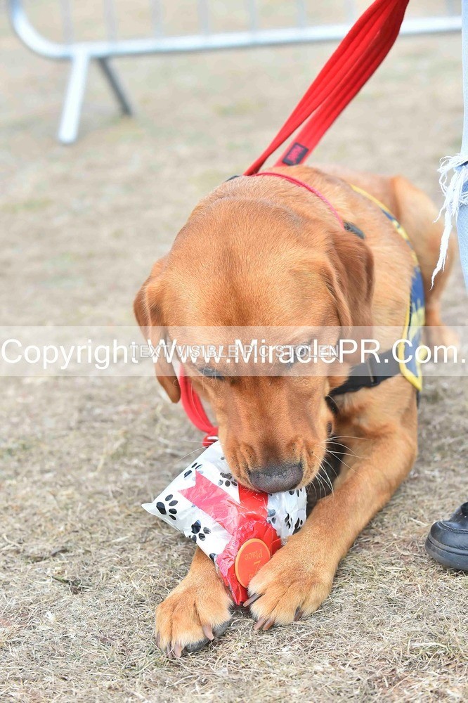 SH4_0175 - Dog show.