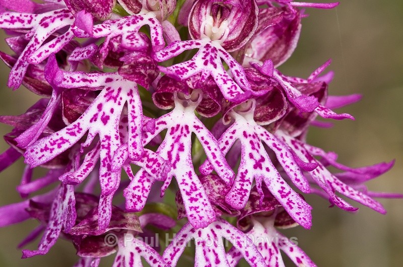  - Orchids - Orchis