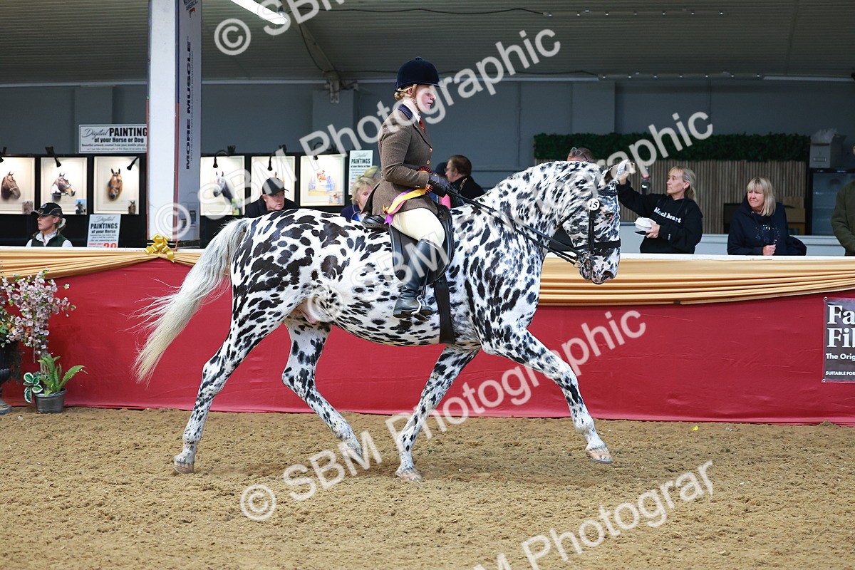 SBM_12721 - Class 103 - HOYS Veteran Qualifier - Ridden Pre Vet