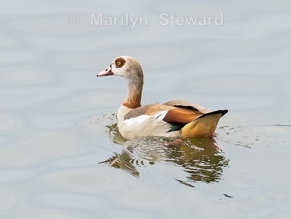 Egyptian geese-12 - Amsterdam to Budapest