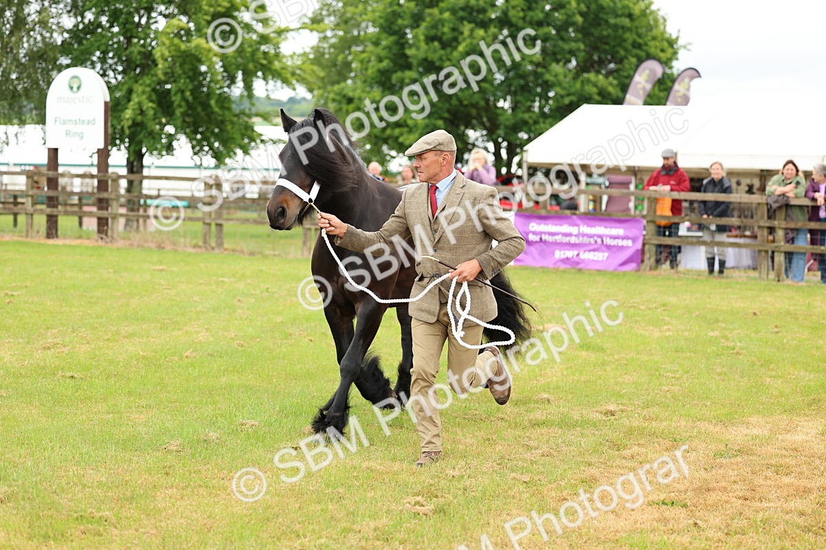 SBM_00520 - Class 58-67 - M&M Non Welsh Pony In hand