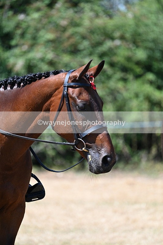 WJ7_3157 - Class 7 Riding Club Show Horse