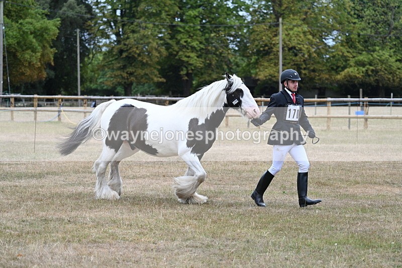 WJ7_9611 - Class 5 Most Handsome Gelding (up to 14.2hh)