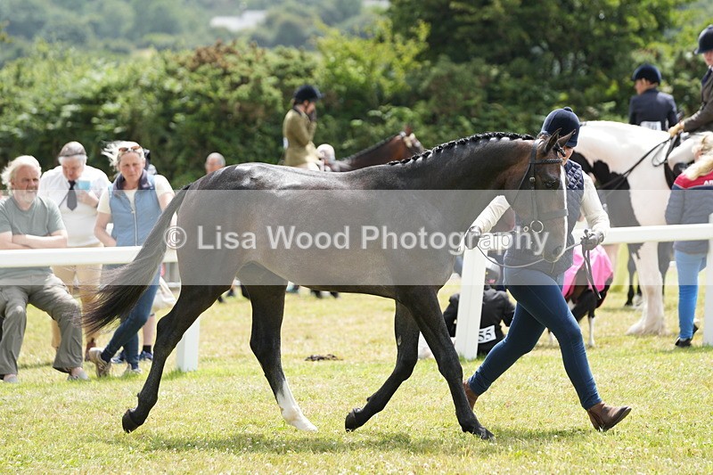 DSC06103 - Class 54: Hunter/Riding Horse/Hack 1 & 2 yr olds