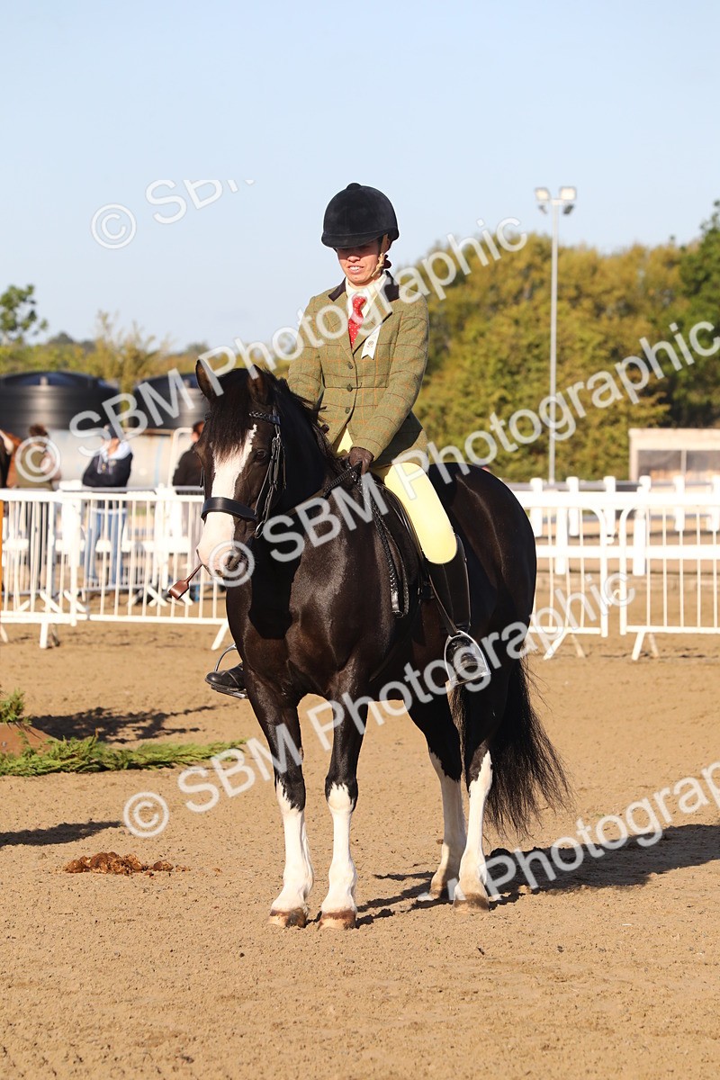 SBM_07895 - Class 501 - Riding Club Pony