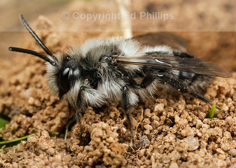 Andrena cineraria (m)
