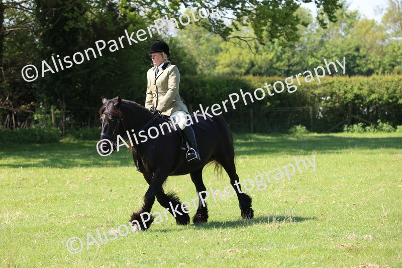 20250427-2452 - Class 19 - Mini Working Hunter