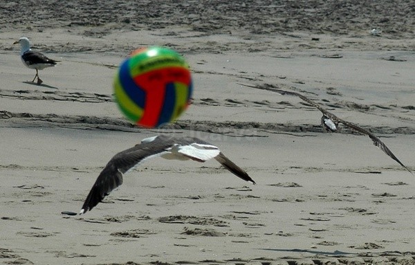 Pass - Seagulls
