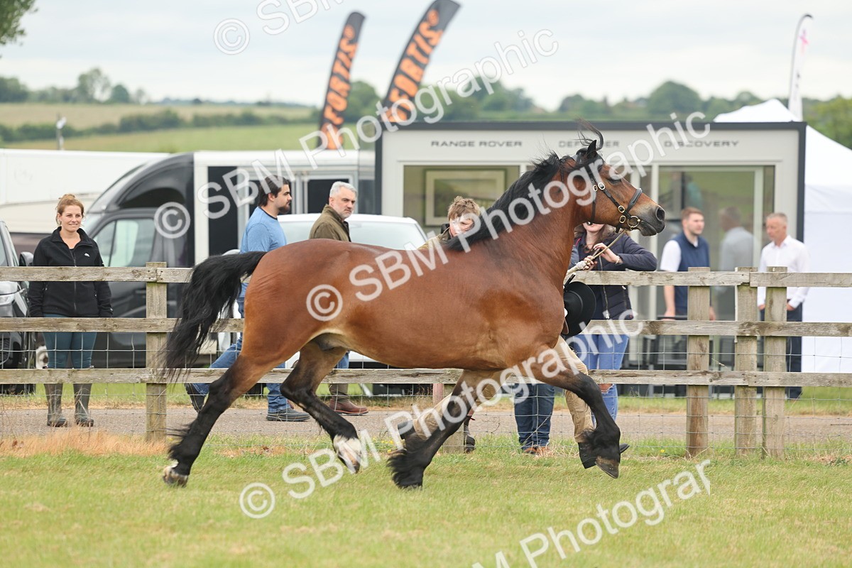 SBM_04892 - Class 50-57 - M&M Welsh Pony In Hand