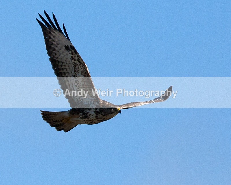20100130-IMG_2575 111 - Common Buzzard