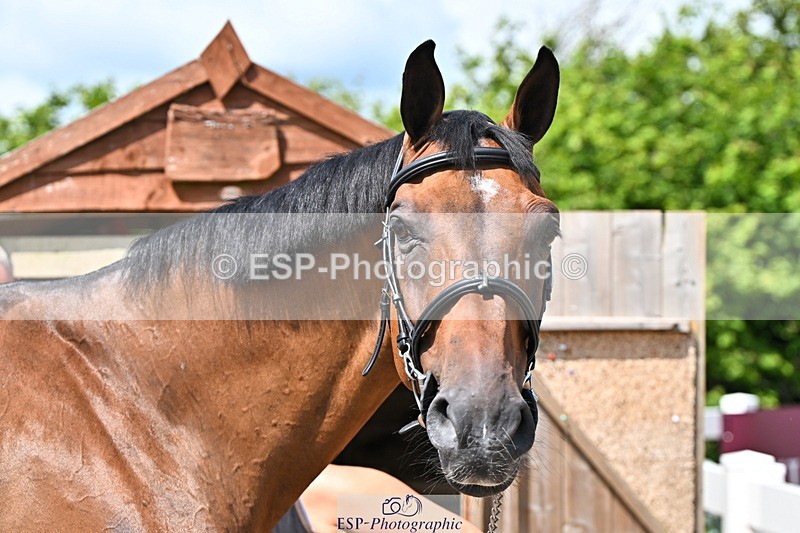 240718A-105240-01003 - Trot Up 11am to 12pm