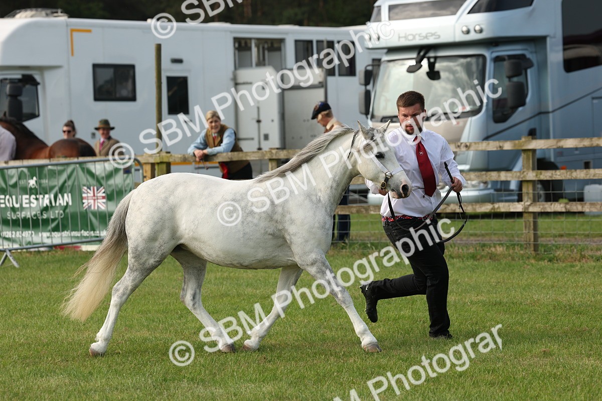 SBM_00548 - Class 6-13 - Mountatin and Moorland In Hand Welsh Breeds