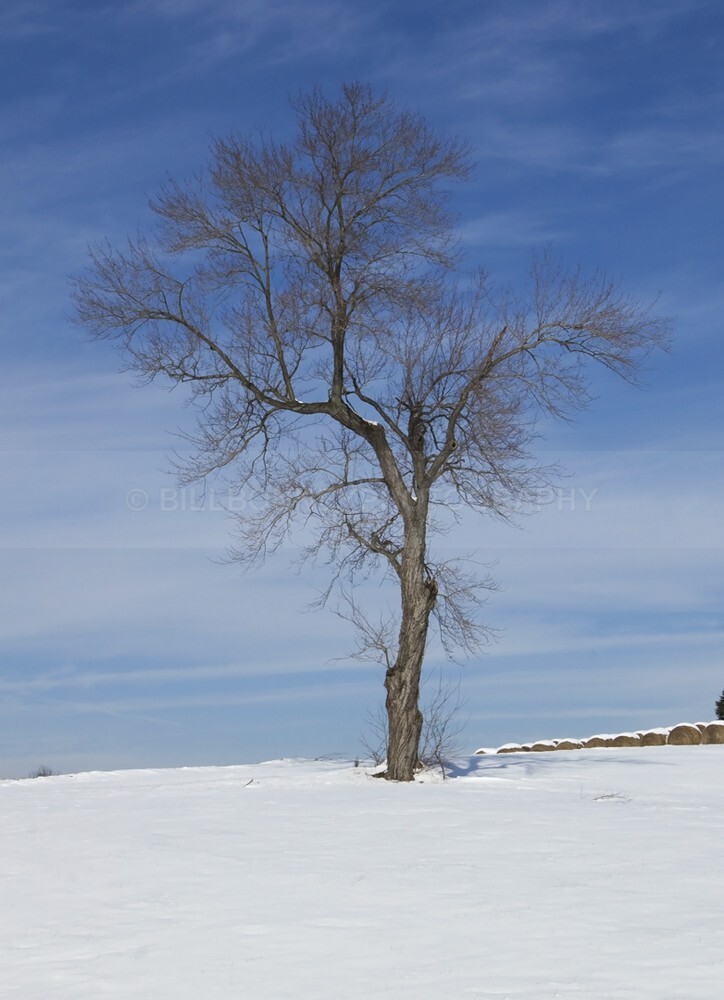 TheTreeDiningRoomSet - The Tree Project