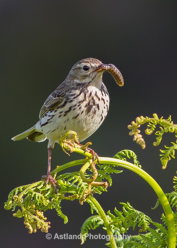 Astland Photography, Bird and Wildlife Images, Susan and Peter Wilson, U.K.