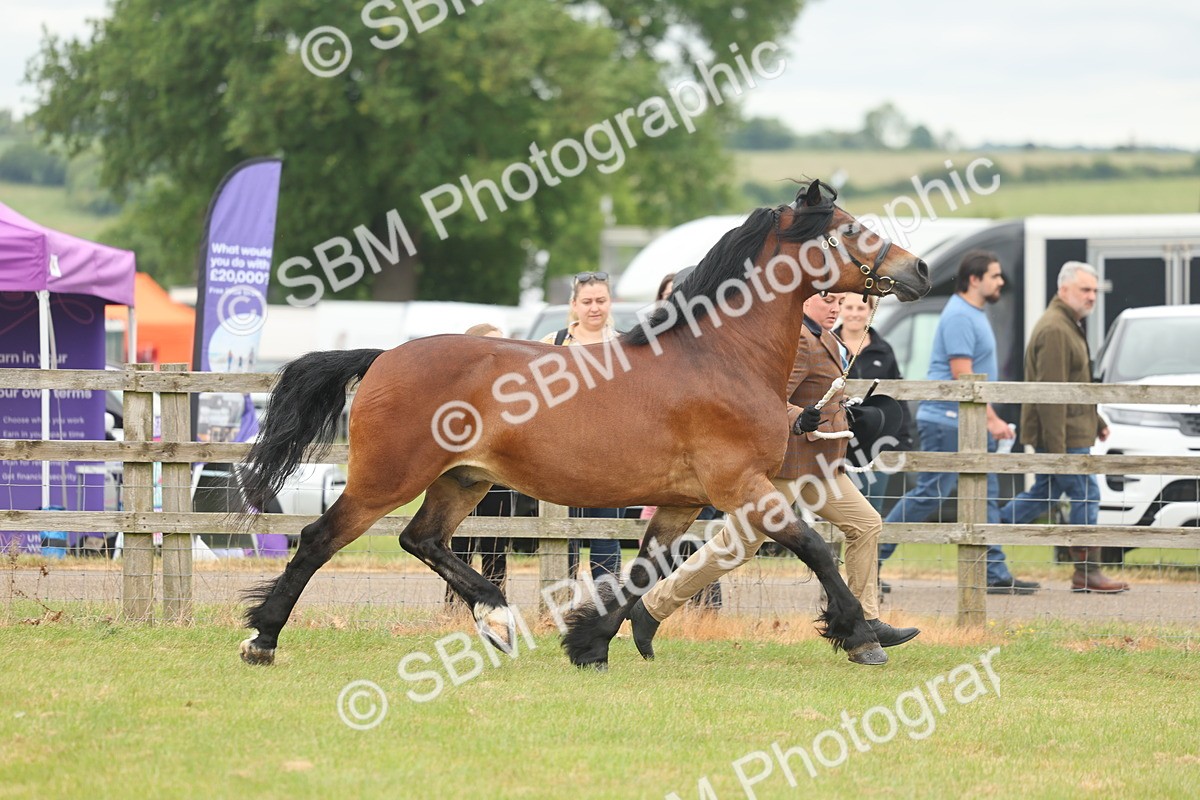 SBM_04891 - Class 50-57 - M&M Welsh Pony In Hand