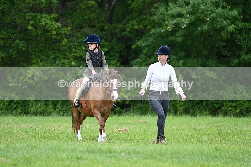 WJ7_4286 - Class 14A Handsome Gelding