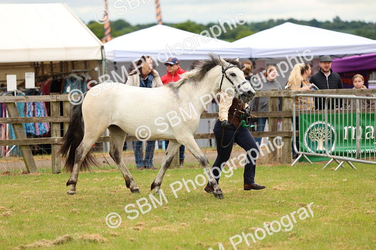 SBM_04155 - Class 64-67 - Shetland Pony In Hand