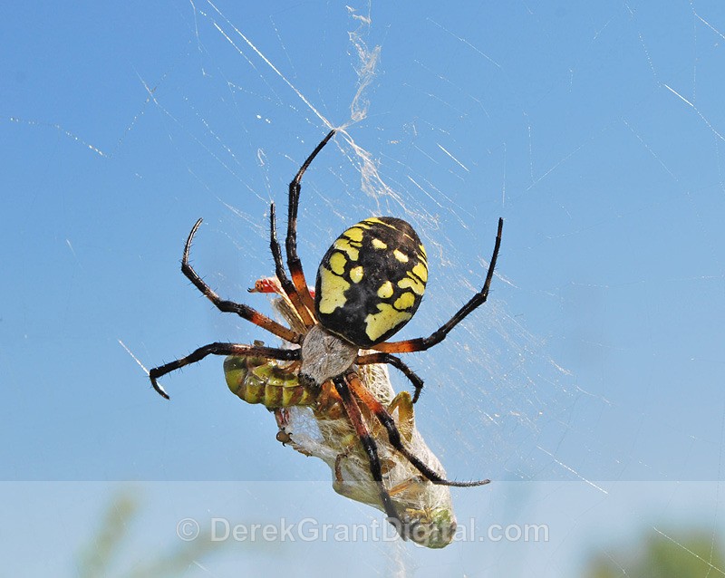 Black and Yellow Garden Spider(female) - 1 - Spiders of Atlantic Canada